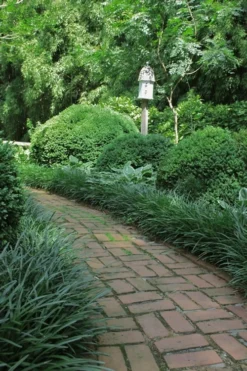 Emerald Goddess Liriope (Lilyturf) - 1 Gallon Pot -Cheap Green Garden Store Liriope Emerald Goddess 2