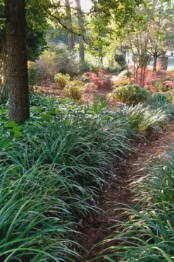 Emerald Goddess Liriope (Lilyturf) - 1 Gallon Pot -Cheap Green Garden Store Liriope Emerald Goddess 500x750 1