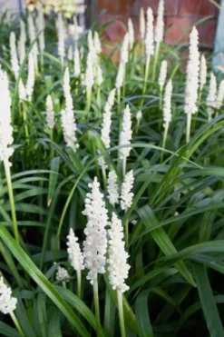 Monroe's White Liriope (Lilyturf) - 6 Pack Of 1 Gallon Pots -Cheap Green Garden Store Liriope Monroes White 500x750 1