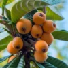 Loquat Tree - Eriobotrya Japonica - 5 Gallon Pot
