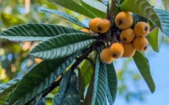 Loquat Tree - Eriobotrya Japonica - 5 Gallon Pot -Cheap Green Garden Store Loquat 12 1