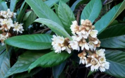 Loquat Tree - Eriobotrya Japonica - 5 Gallon Pot -Cheap Green Garden Store Loquat Tree Flowers 1