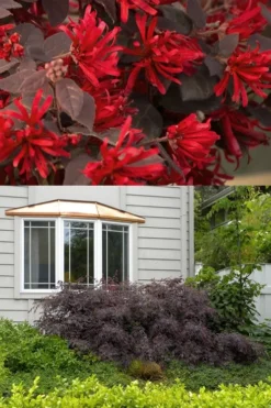 Ever Red Loropetalum (Chinese Fringeflower) - 2 Gallon Pot 10 Ever Red Loropetalum (Chinese Fringeflower) - 2 Gallon Pot -Cheap Green Garden Store Loropetalum Ever Red 2 500x750 2