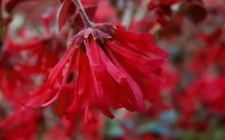 Little Moore Red Loropetalum (Chinese Fringeflower) - 3 Gallon Pot 13 Little Moore Red Loropetalum (Chinese Fringeflower) - 3 Gallon Pot -Cheap Green Garden Store Loropetalum Ever Red Flowers 4 1