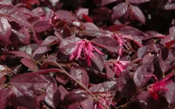 Plum Delight Loropetalum - Chinese Fringeflower - 3 Gallon Pot 9 Plum Delight Loropetalum - Chinese Fringeflower - 3 Gallon Pot -Cheap Green Garden Store Loropetalum Plum Delight Foliage 3