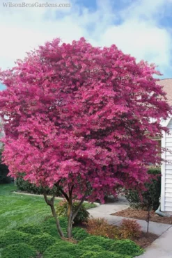 Zhuzhou Loropetalum (Chinese Fringeflower) - 3 Gallon Pot -Cheap Green Garden Store Loropetalum ZhuZhou 23