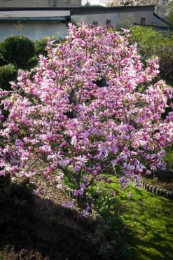 Betty Magnolia Tulip Tree - 1 Gallon Pot -Cheap Green Garden Store Magnolia Betty 7