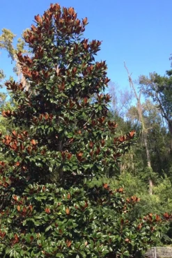 Brackens Brown Beauty Magnolia - 7 Gallon Pot (4-5') -Cheap Green Garden Store Magnolia Bracken Brown Beauty 500x750 6