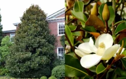 Brackens Brown Beauty Magnolia - 3 Gallon Pot -Cheap Green Garden Store Magnolia Brackens Brown Beauty 1 3