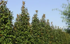 Brackens Brown Beauty Magnolia - 5 Gallon Pot -Cheap Green Garden Store Magnolia Brackens Brown Beauty 6 1