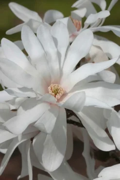 Centennial Star Magnolia - 1 Gallon Pot
