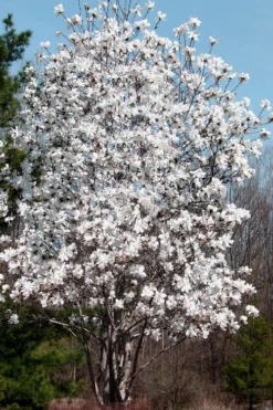 Centennial Star Magnolia - 3 Gallon Pot -Cheap Green Garden Store Magnolia Centennial 19 1