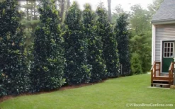 Claudia Wannamaker Southern Magnolia - 3 Gallon Pot -Cheap Green Garden Store Magnolia Claudia Wannamaker 2 2