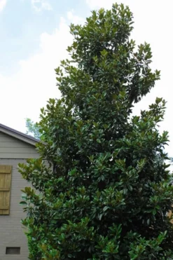 Claudia Wannamaker Southern Magnolia - 3 Gallon Pot -Cheap Green Garden Store Magnolia Claudia Wannamaker 4 2