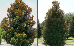 D. D. Blanchard Southern Magnolia - 1 Gallon Pot -Cheap Green Garden Store Magnolia DD Blanchard