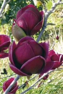 Genie Magnolia Tulip Tree - 5 Gallon Pot -Cheap Green Garden Store Magnolia Genie 10