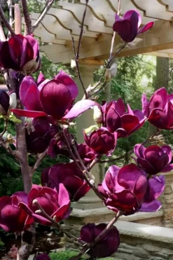 Genie Magnolia Tulip Tree - 5 Gallon Pot -Cheap Green Garden Store Magnolia Genie 4