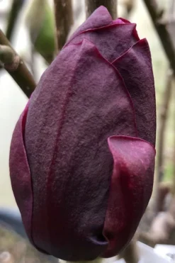 Genie Magnolia Tulip Tree - 7 Gallon Pot (3-4') -Cheap Green Garden Store Magnolia Genie 8 1