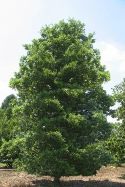 Green Shadow Sweetbay Magnolia Tree (Magnolia Virginiana) - 1 Gallon Pot -Cheap Green Garden Store Magnolia Green Shadow Sweetbay Mature