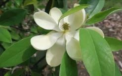 Green Shadow Sweetbay Magnolia Tree (Magnolia Virginiana) - 1 Gallon Pot -Cheap Green Garden Store Magnolia GreenShadow Sweet Bay Flower 2