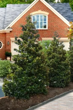 Kay Parris Southern Magnolia - 7 Gallon Pot (3-4') -Cheap Green Garden Store Magnolia Kay Parris 4