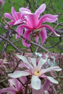 Leonard Messel Star Magnolia - 3 Gallon Pot -Cheap Green Garden Store Magnolia Leonard Messel 21