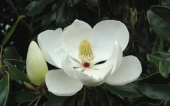Kay Parris Southern Magnolia - 7 Gallon Pot (3-4') -Cheap Green Garden Store Magnolia Little Gem Bloom 2 1