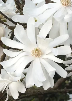 Royal Star Magnolia - 3 Gallon Pot -Cheap Green Garden Store Magnolia Royal Star 10 1