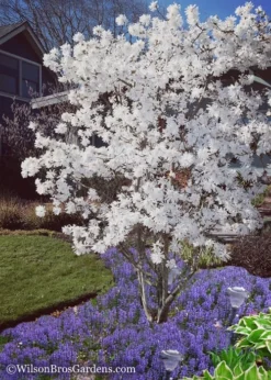 Royal Star Magnolia - 1 Gallon Pot -Cheap Green Garden Store Magnolia Royal Star 12 2