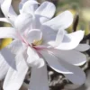 Royal Star Magnolia - 2 Gallon Pot