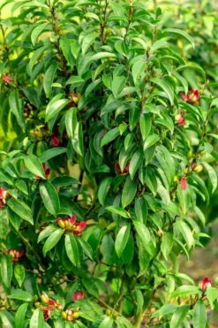 Stellar Ruby Magnolia X Figo - Banana Shrub Hybrid - 7 Gallon Pot (3-4') -Cheap Green Garden Store Magnolia Stellar Ruby 4