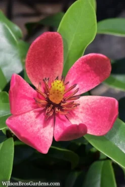 Stellar Ruby Magnolia X Figo - Banana Shrub Hybrid - 7 Gallon Pot (3-4')