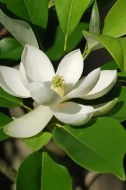 Sweetbay Magnolia - 1 Gallon Pot -Cheap Green Garden Store Magnolia Sweet Bay 10 2