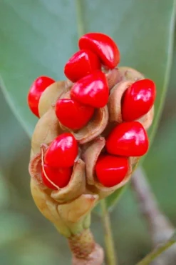 Sweetbay Magnolia - 1 Gallon Pot -Cheap Green Garden Store Magnolia Sweet Bay 14 2