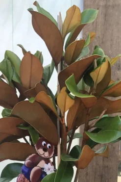 Teddy Bear Dwarf Southern Magnolia - 7 Gallon Pot (3-4') -Cheap Green Garden Store Magnolia Teddy Bear 6
