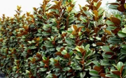 Teddy Bear Dwarf Southern Magnolia - 7 Gallon Pot (3-4') -Cheap Green Garden Store Magnolia Teddy Bear 8