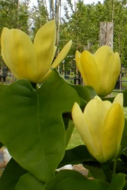 Yellow Bird Magnolia Tulip Tree - 3 Gallon Pot 19 Yellow Bird Magnolia Tulip Tree - 3 Gallon Pot -Cheap Green Garden Store Magnolia Yellow Bird 10