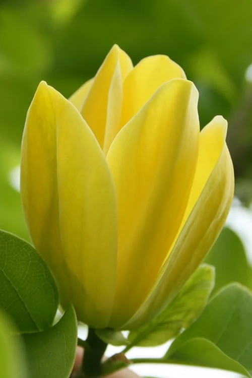Yellow Bird Magnolia Tulip Tree - 3 Gallon Pot 1 Yellow Bird Magnolia Tulip Tree - 3 Gallon Pot