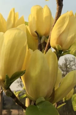Yellow Bird Magnolia Tulip Tree - 3 Gallon Pot 18 Yellow Bird Magnolia Tulip Tree - 3 Gallon Pot -Cheap Green Garden Store Magnolia Yellow Bird 14