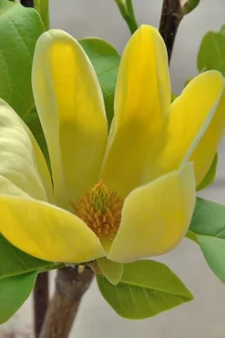 Yellow Bird Magnolia Tulip Tree - 3 Gallon Pot 15 Yellow Bird Magnolia Tulip Tree - 3 Gallon Pot -Cheap Green Garden Store Magnolia Yellow Bird 16