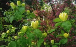 Yellow Bird Magnolia Tulip Tree - 3 Gallon Pot 16 Yellow Bird Magnolia Tulip Tree - 3 Gallon Pot -Cheap Green Garden Store Magnolia Yellow Bird 18