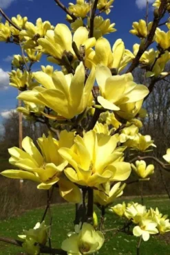 Yellow Bird Magnolia Tulip Tree - 1 Gallon Pot -Cheap Green Garden Store Magnolia Yellow Bird 32 1