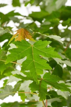 Autumn Blaze Maple - 2 Gallon Pot -Cheap Green Garden Store Maple Autumn Blaze Green Leaves 500x700 1