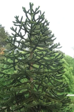 Monkey Puzzle Tree - Araucaria Auracana - 5 Gallon Pot -Cheap Green Garden Store Monkey Puzzle Tree 2 1