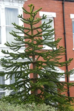 Monkey Puzzle Tree - Araucaria Auracana - 5 Gallon Pot -Cheap Green Garden Store Monkey Puzzle Tree 3 1