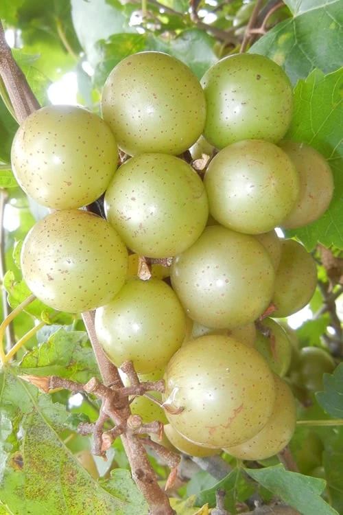 Doreen Bronze Muscadine Grape Vine (Self Fertile) - 1 Gallon Pot 1 Doreen Bronze Muscadine Grape Vine (Self Fertile) - 1 Gallon Pot