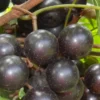 Lane Muscadine Grape Vine (Self Fertile) - 1 Gallon Pot