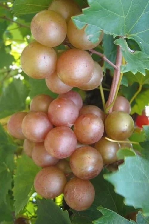 Triumph Muscadine Grape Vine - 2 Gallon Pot 1 Triumph Muscadine Grape Vine - 2 Gallon Pot