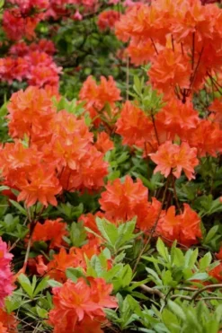 Great Balls Of Fire Aromi Azalea (Rhododendron) - 1 Gallon Pot