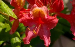 Jeb Stuart Native Azalea (Rhododendron) - 1 Gallon Pot -Cheap Green Garden Store Native Azalea Jeb Stuart 3
